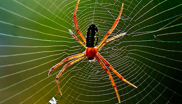 Con nhện số mấy chi tiết nhất